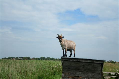 quel animal vit dans la prairie.